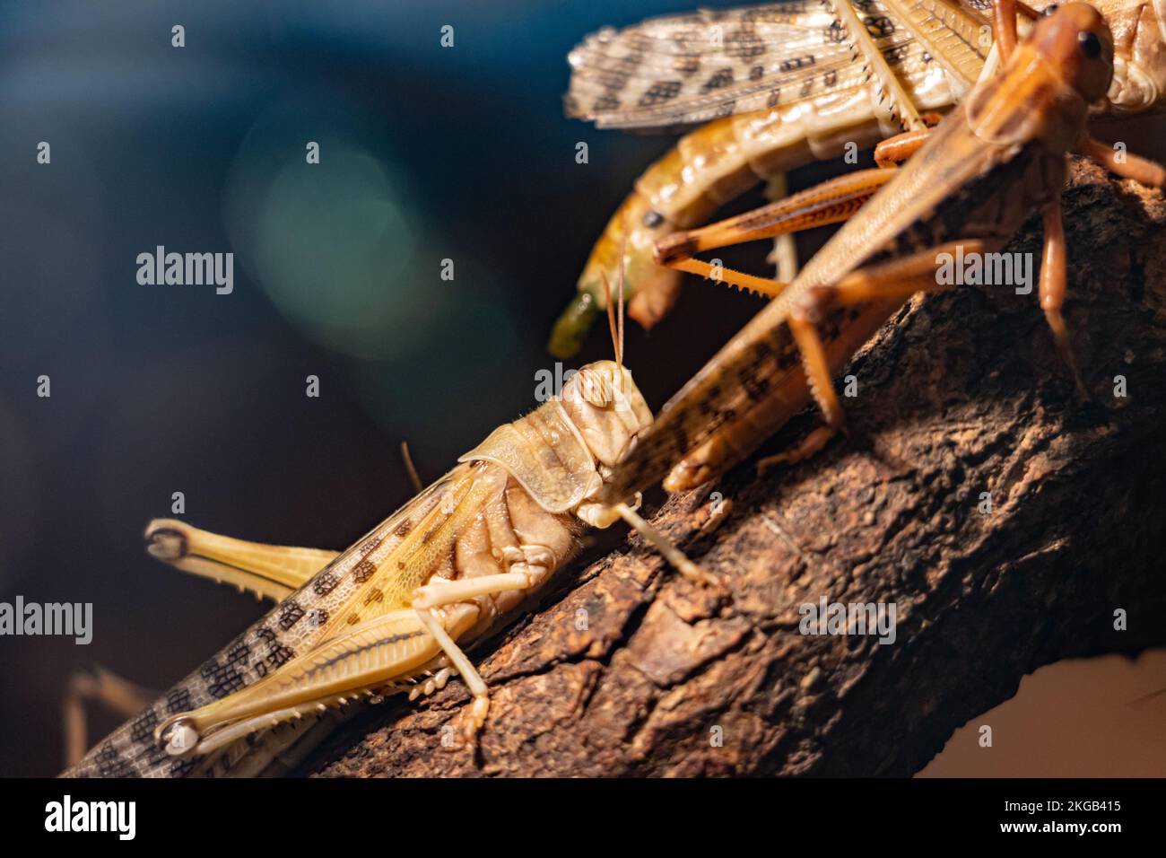 Un criquet pèlerin (Locusta Migratoria) Banque D'Images