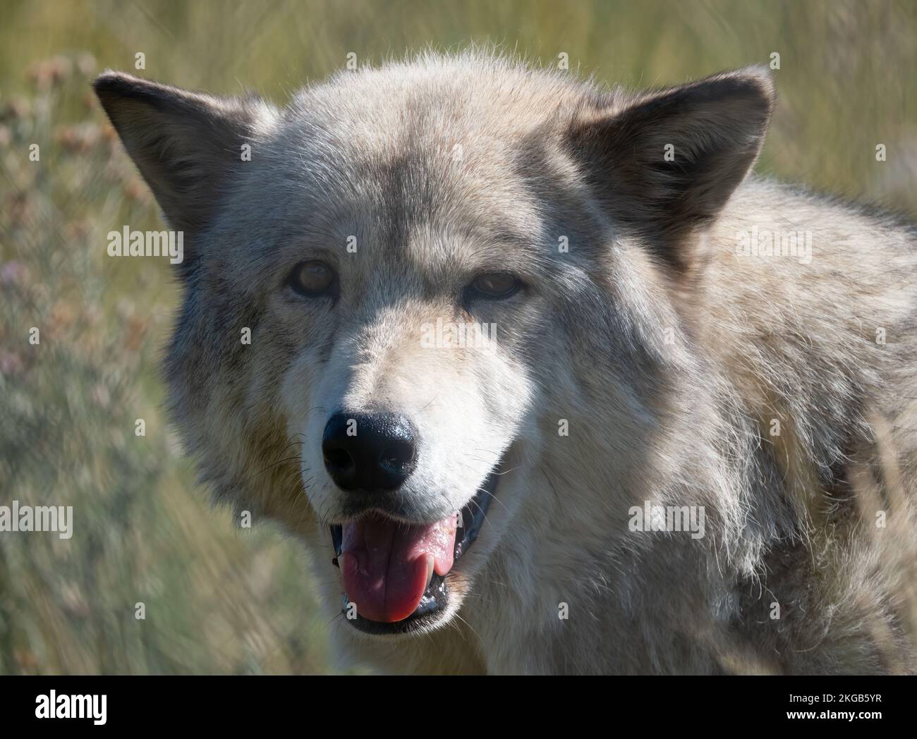 Gros plan de la tête et des épaules d'un loup gris captif en plein soleil. Photographié avec une faible profondeur de champ dans le Yellowstone Wildlife Sanctuar Banque D'Images
