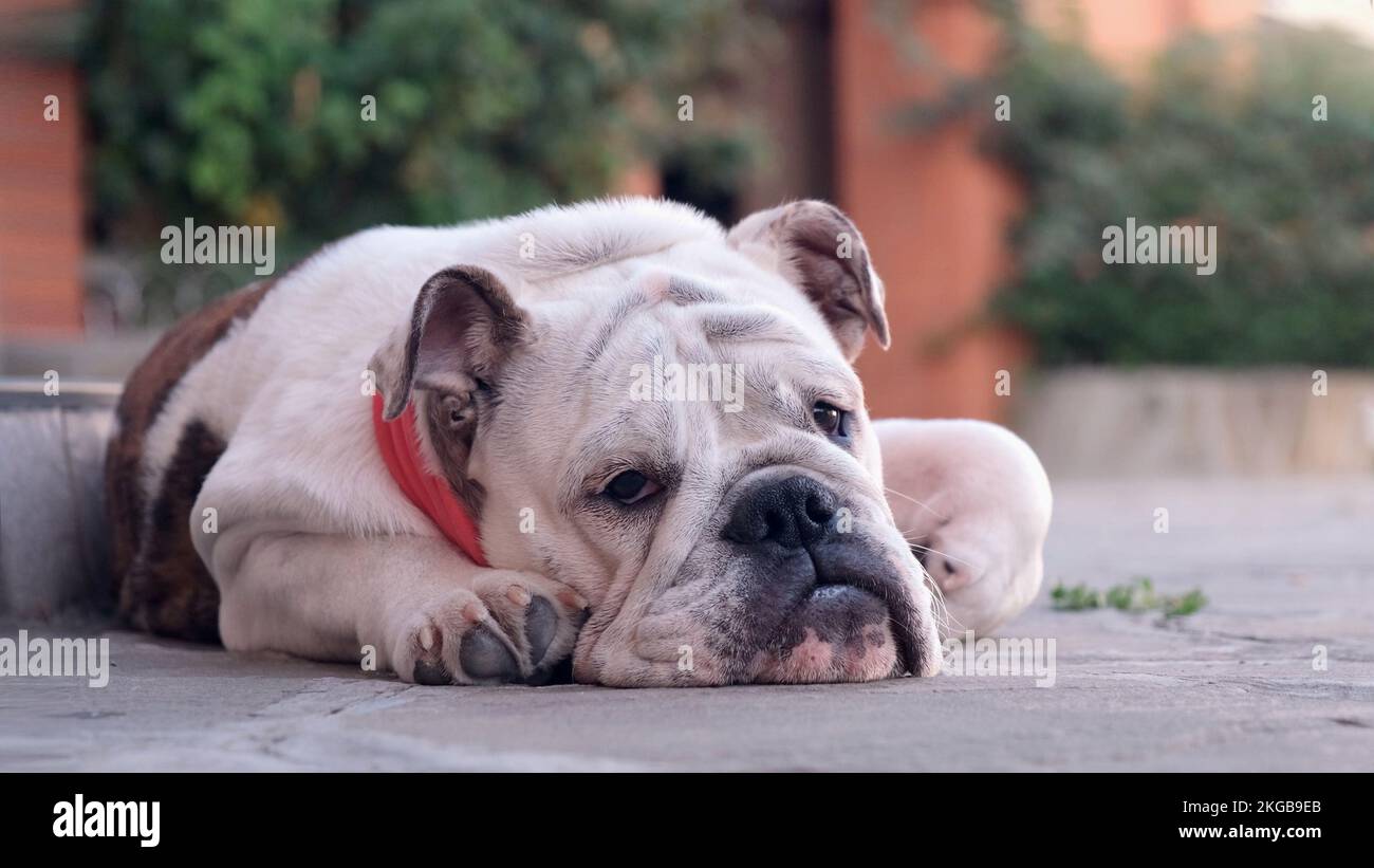 Jeune chien de taureau anglais avec collier de bandage rouge se reposant à l'extérieur devant la maison dans la cour en été. Le chien endormi regarde la caméra. Concept animaux Banque D'Images