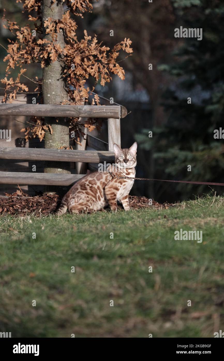 Un cliché vertical d'un chat Bengale sur une laisse dans un parc de Prague Banque D'Images