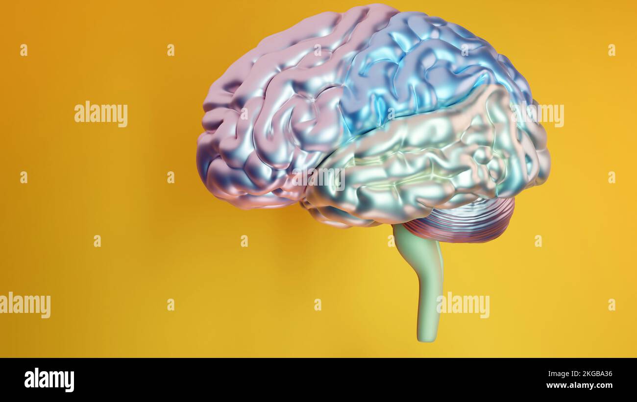 Anatomie du système nerveux du cerveau humain, les sections sont séparées par des taches colorées, diagramme médical avec des nerfs parasympathique et sympathique. médical Banque D'Images