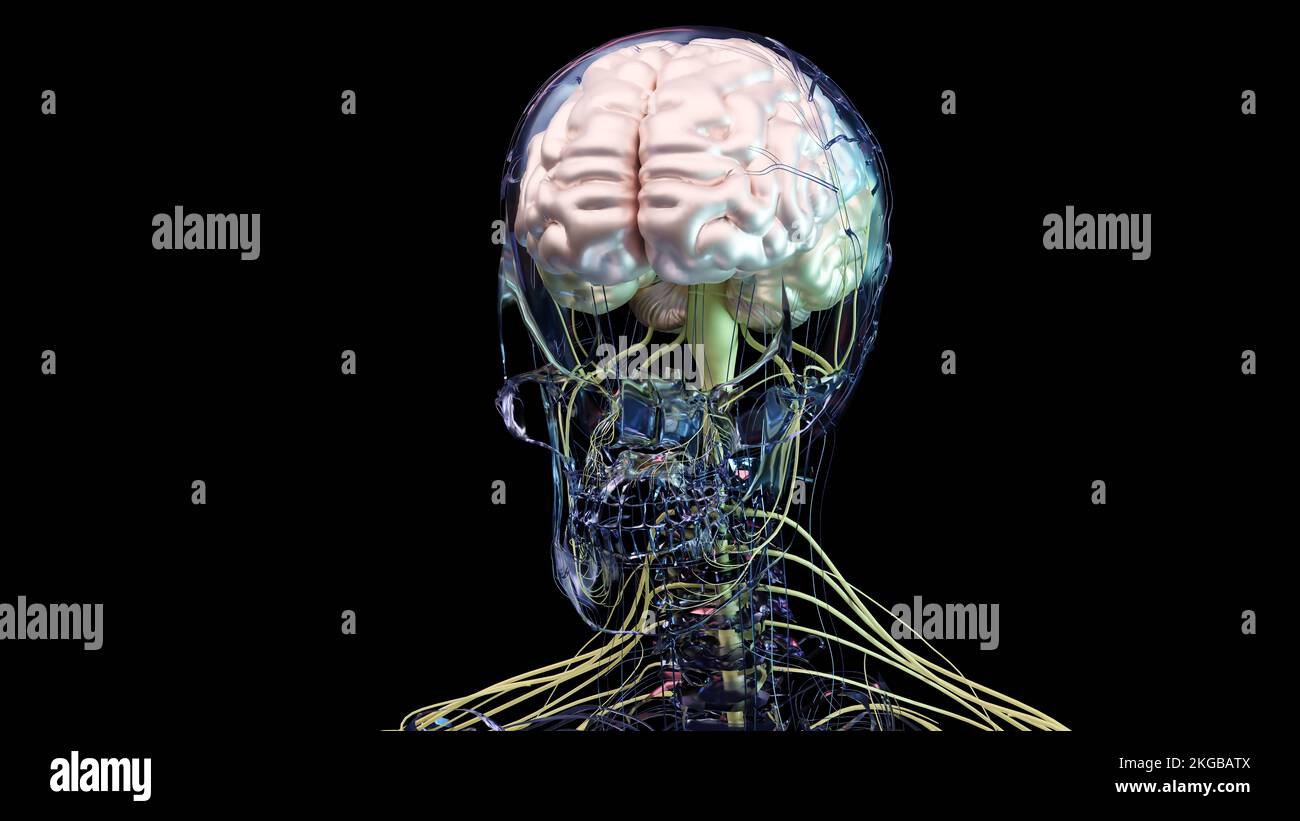 Anatomie du système nerveux du cerveau humain, les sections sont séparées par des taches colorées, diagramme médical avec des nerfs parasympathique et sympathique. médical Banque D'Images