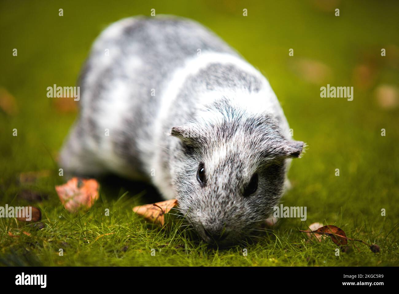 Gros plan d'un petit cobaye mignon à fourrure noire et blanche dans un parc en plein jour Banque D'Images
