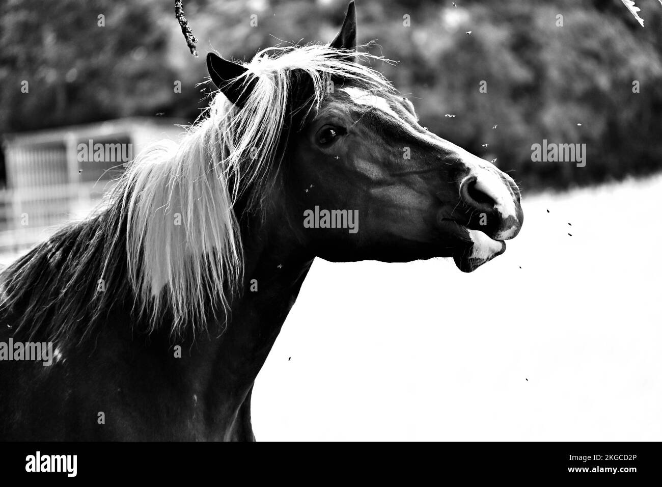 Une photo de cheval en niveaux de gris à la ferme Banque D'Images