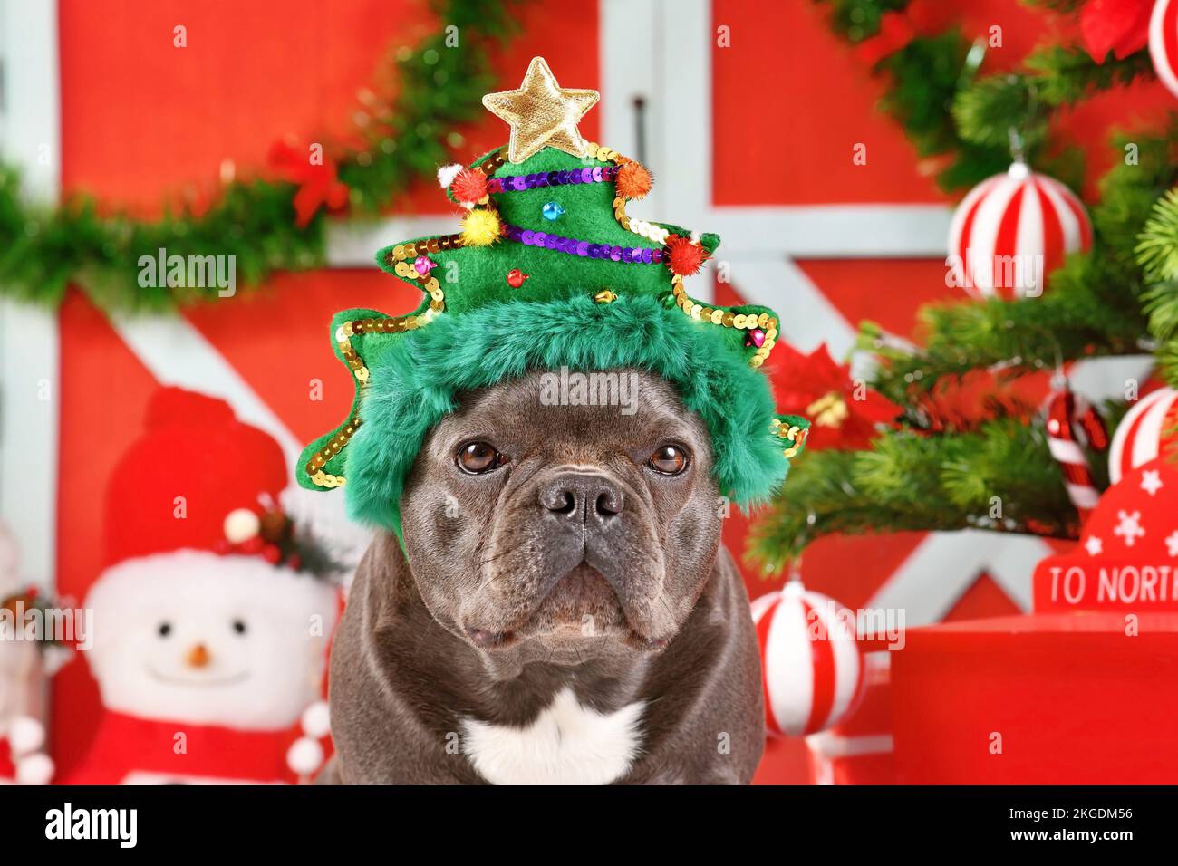 Chien Bulldog français portant un bandeau amusant d'arbre de Noël devant la décoration de saison Banque D'Images
