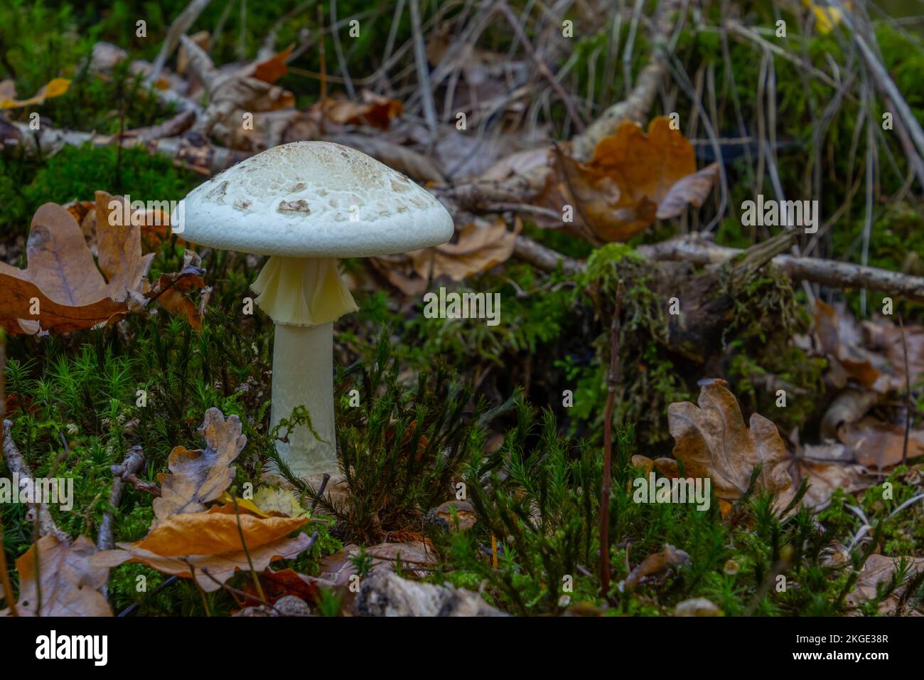 Gros plan d'un champignon de la calotte de la mort, également appelé amanita citrina Banque D'Images