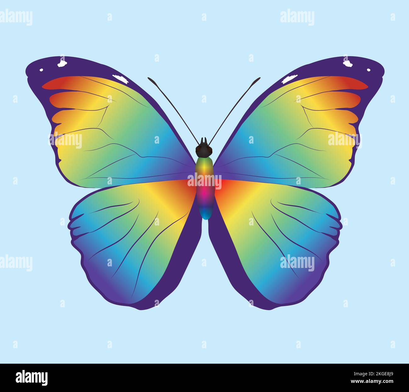 Arc-en-ciel morpho menelaus papillon. Les ailes sont remplies d'un dégradé arc-en-ciel. Aussi le corps de l'insecte est un arc-en-ciel. Vue dorsale. Illustration de Vecteur