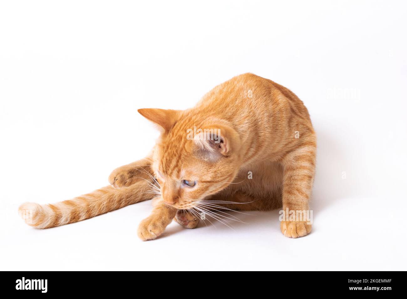 Gros plan sur un portrait de chaton rouge sur fond gris Banque D'Images