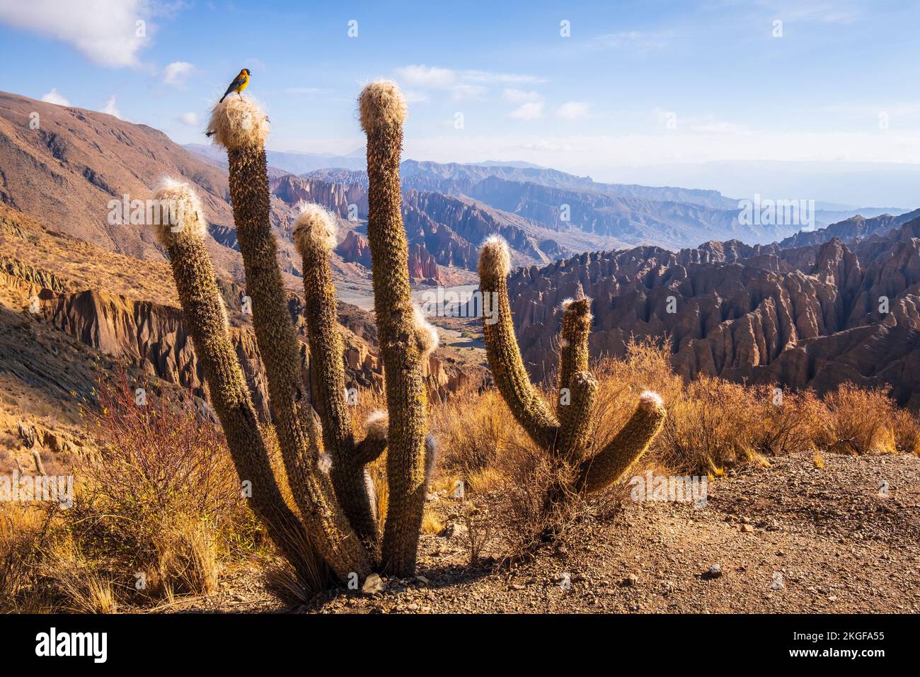 Sierra finch à capuchon noir (petit oiseau noir et jaune) sur un cactus dans le paysage d'El Sillar, en Bolivie Banque D'Images
