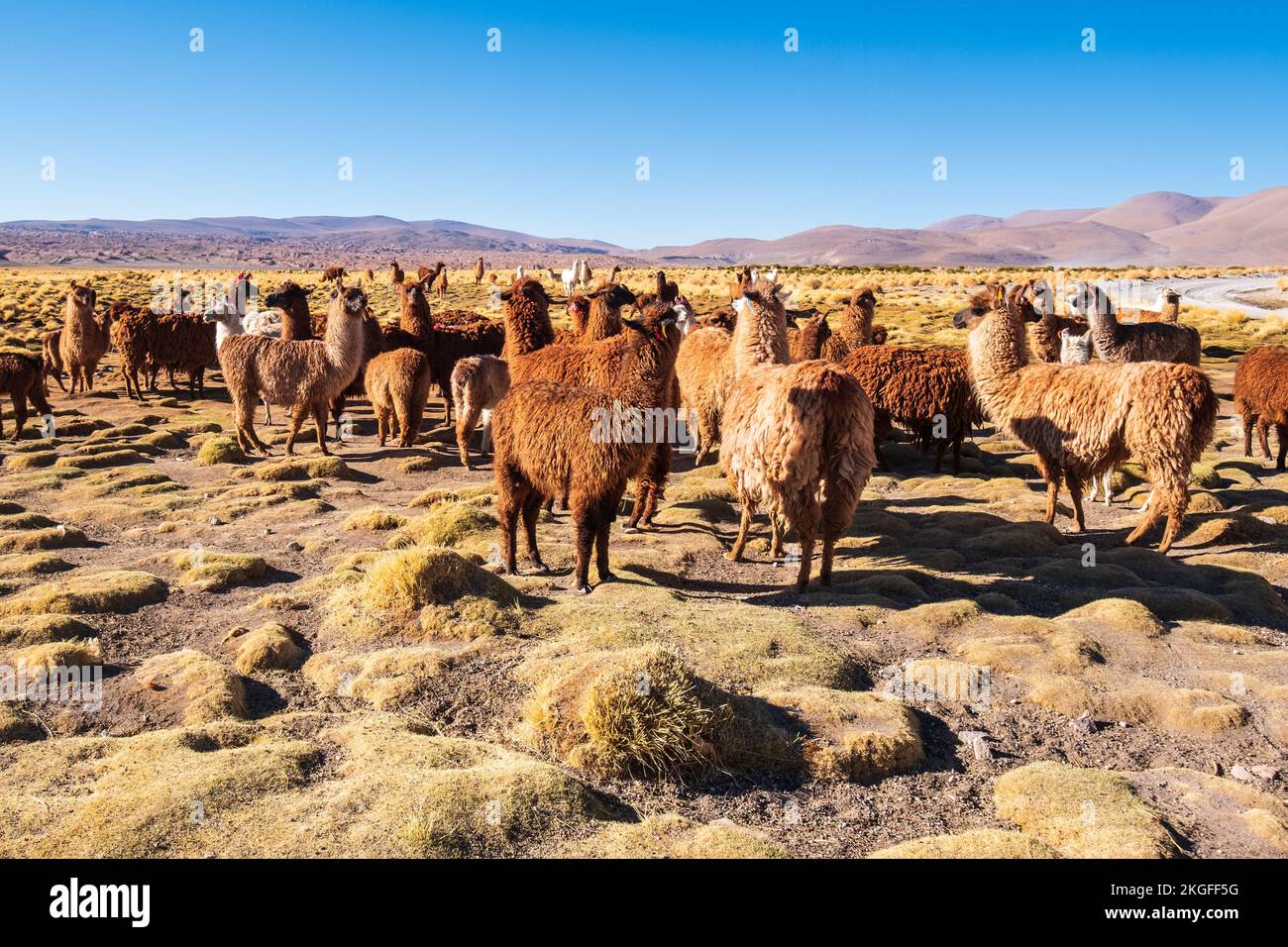Troupeau de lamas en liberté sur l'Altiplano (hautes plaines) dans la province de sur Lípez, en Bolivie Banque D'Images