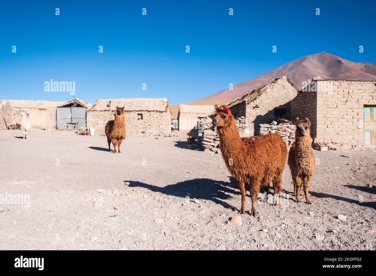 Lamas errant gratuitement sur le village de Quetena Grande dans l'Altiplano (hautes plaines), province de sur Lípez, Bolivie Banque D'Images