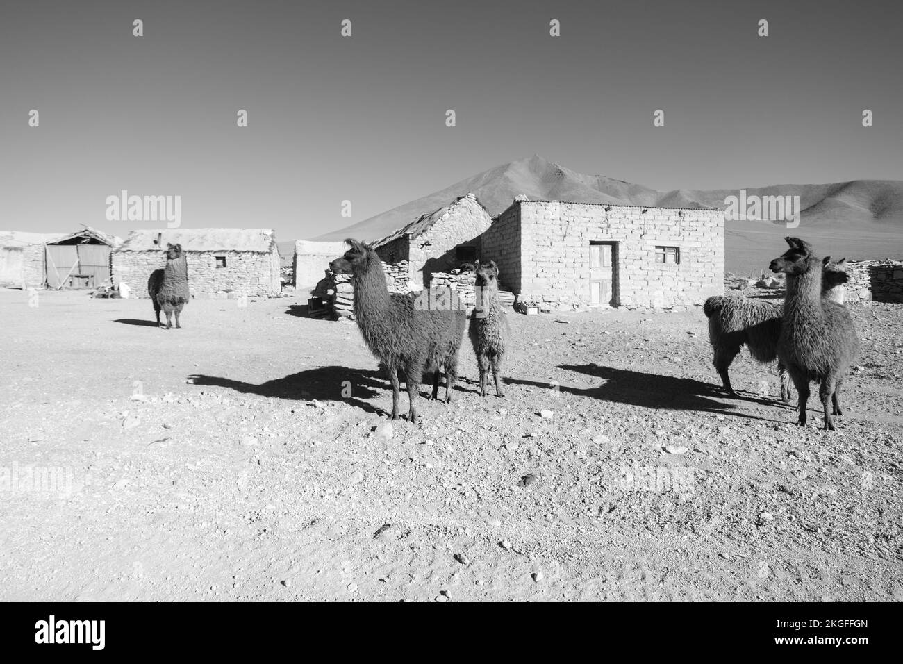 Lamas errant gratuitement sur le village de Quetena Grande dans l'Altiplano (Hautes plaines), province de sur Lípez, Bolivie en noir et blanc Banque D'Images