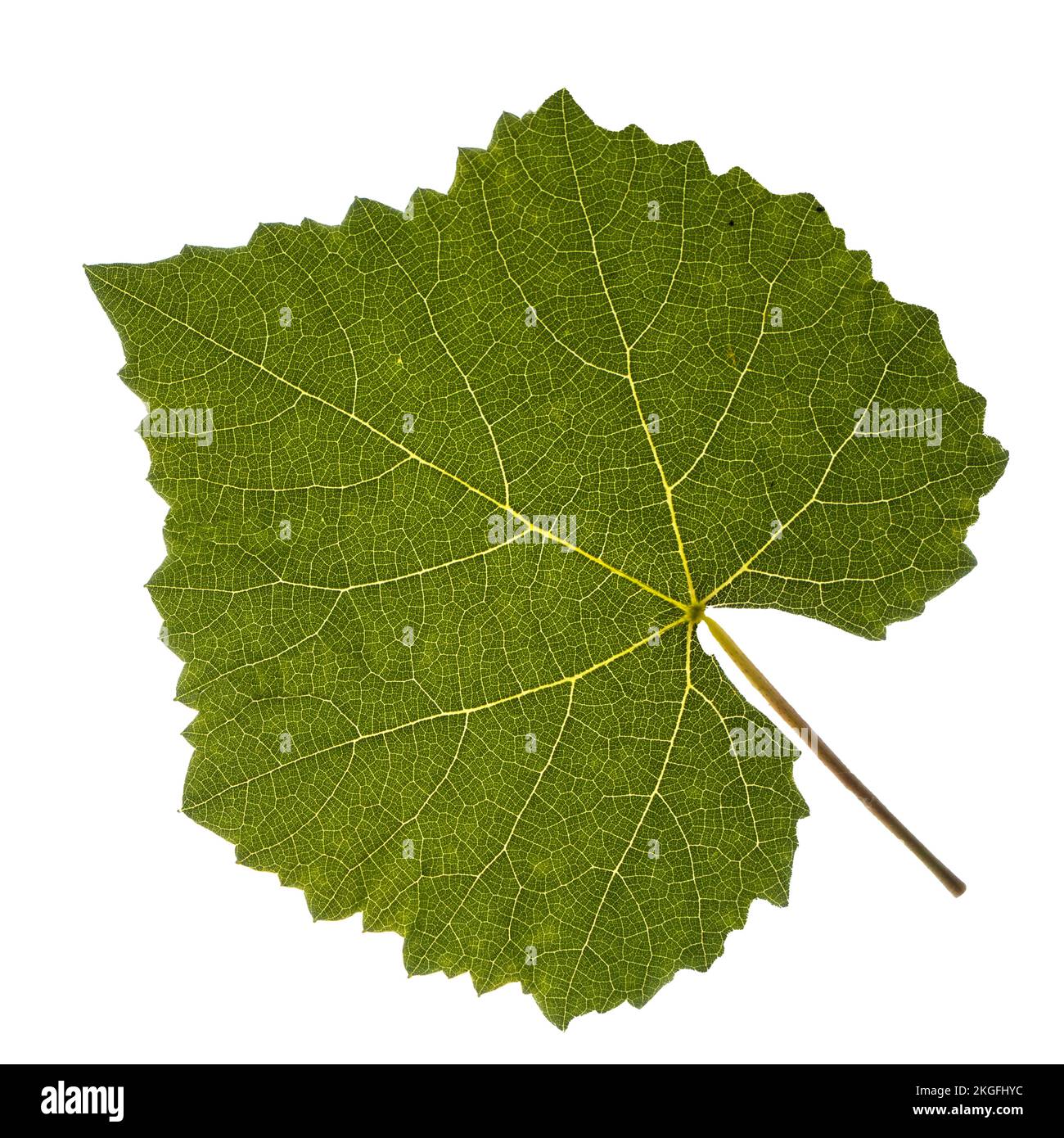 une feuille de vigne sur fond blanc sur fond traparents Banque D'Images une feuille de vigne sur fond blanc sur fond traparents Banque D'Images