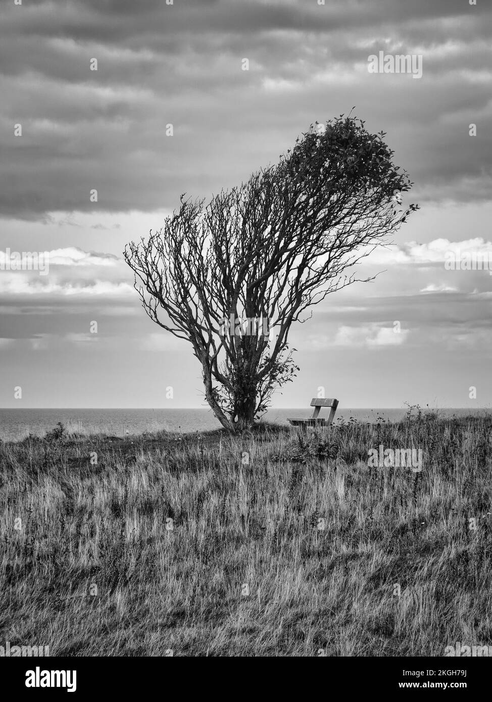 Arbre plié par le vent, pris en noir et blanc, avec banc sur une falaise au bord de la mer. Vue sur le Kattegatt au Danemark. Faites une pause pendant une randonnée. Prise de vue en paysage f Banque D'Images