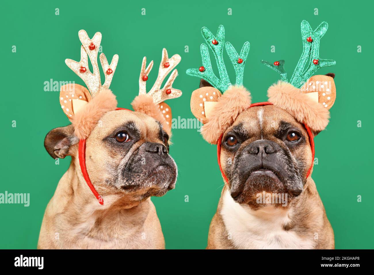 Paire de chiens Bulldog français portant des rennes de Noël assortis sur fond vert Banque D'Images