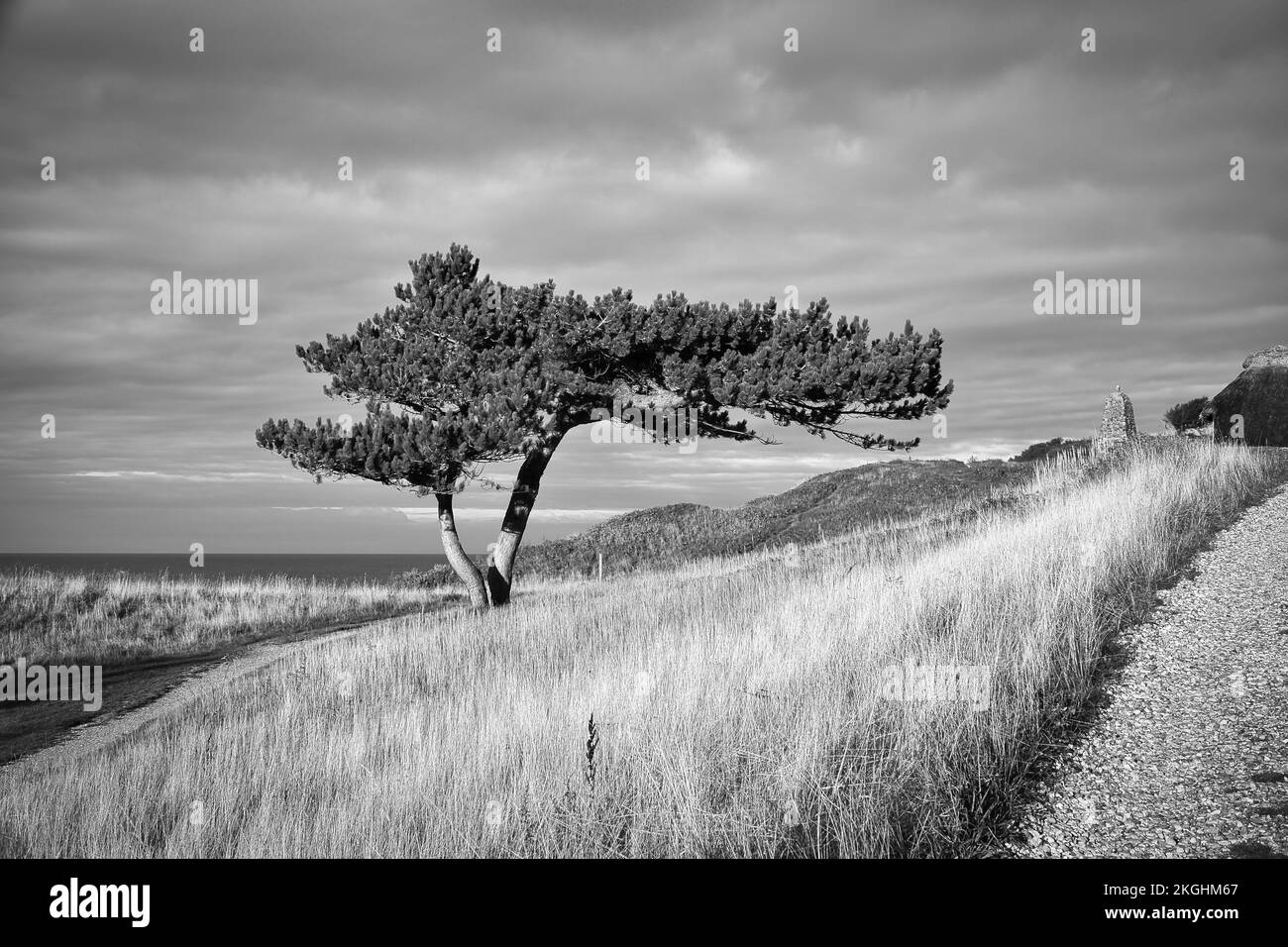 Pin en noir et blanc pris sur un pré sur la côte du Danemark. Forme de l'arbre cultivé par le vent. Paysage tiré de la mer Banque D'Images
