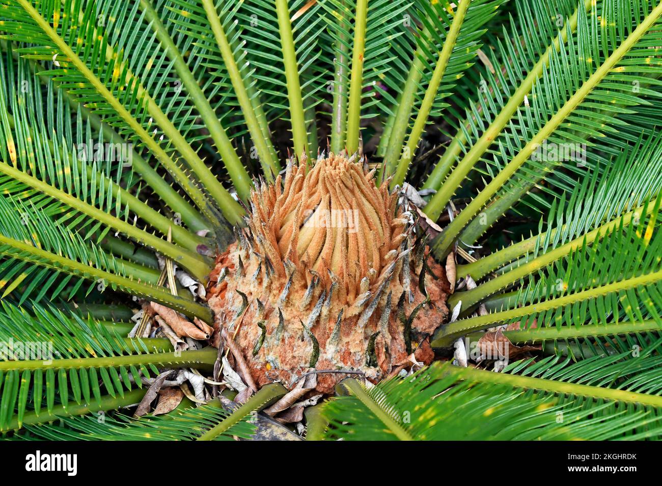 Feuilles nouvelles de palmier sagou (Cycas Revoluta), Teresopolis, Rio de Janeiro, Brésil Banque D'Images