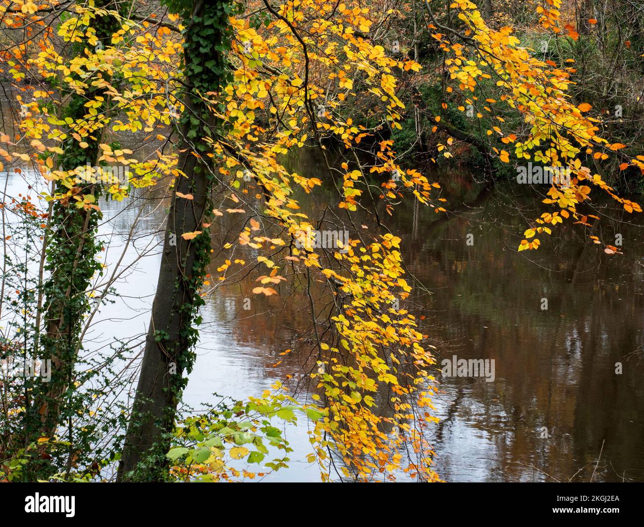 Arbres d'automne au bord de la rivière Nidd dans le nord du Yorkshire de Knaresborough, en Angleterre Banque D'Images