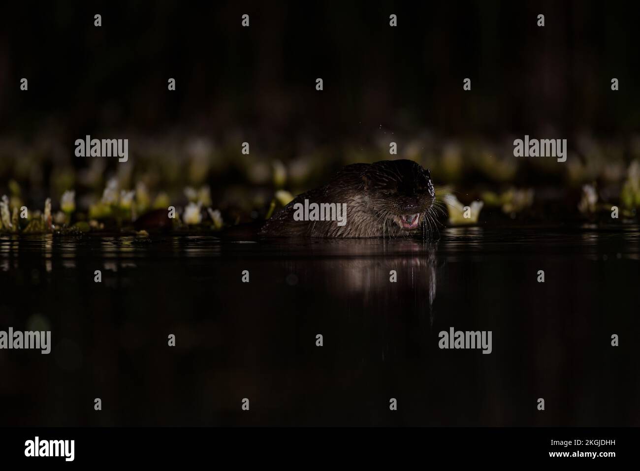 Pêche à la loutre dans l'eau la nuit Banque D'Images Pêche à la loutre dans l'eau la nuit Banque D'Images