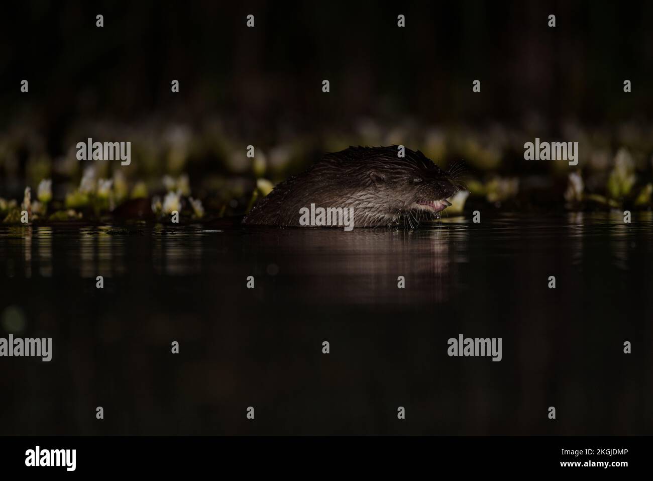 Pêche à la loutre dans l'eau la nuit Banque D'Images