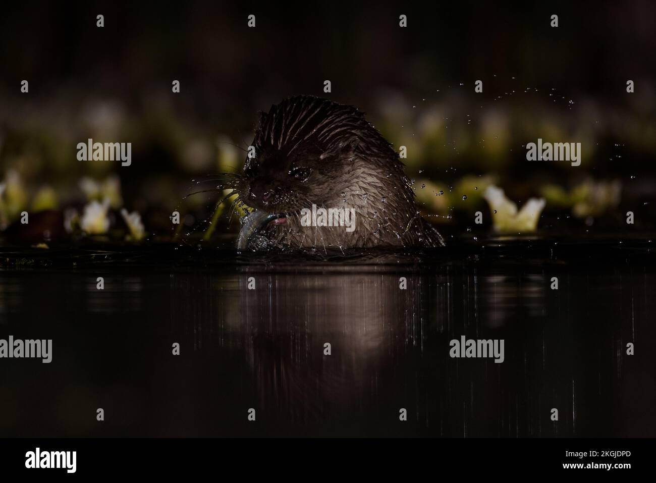 Pêche à la loutre dans l'eau la nuit Banque D'Images Pêche à la loutre dans l'eau la nuit Banque D'Images