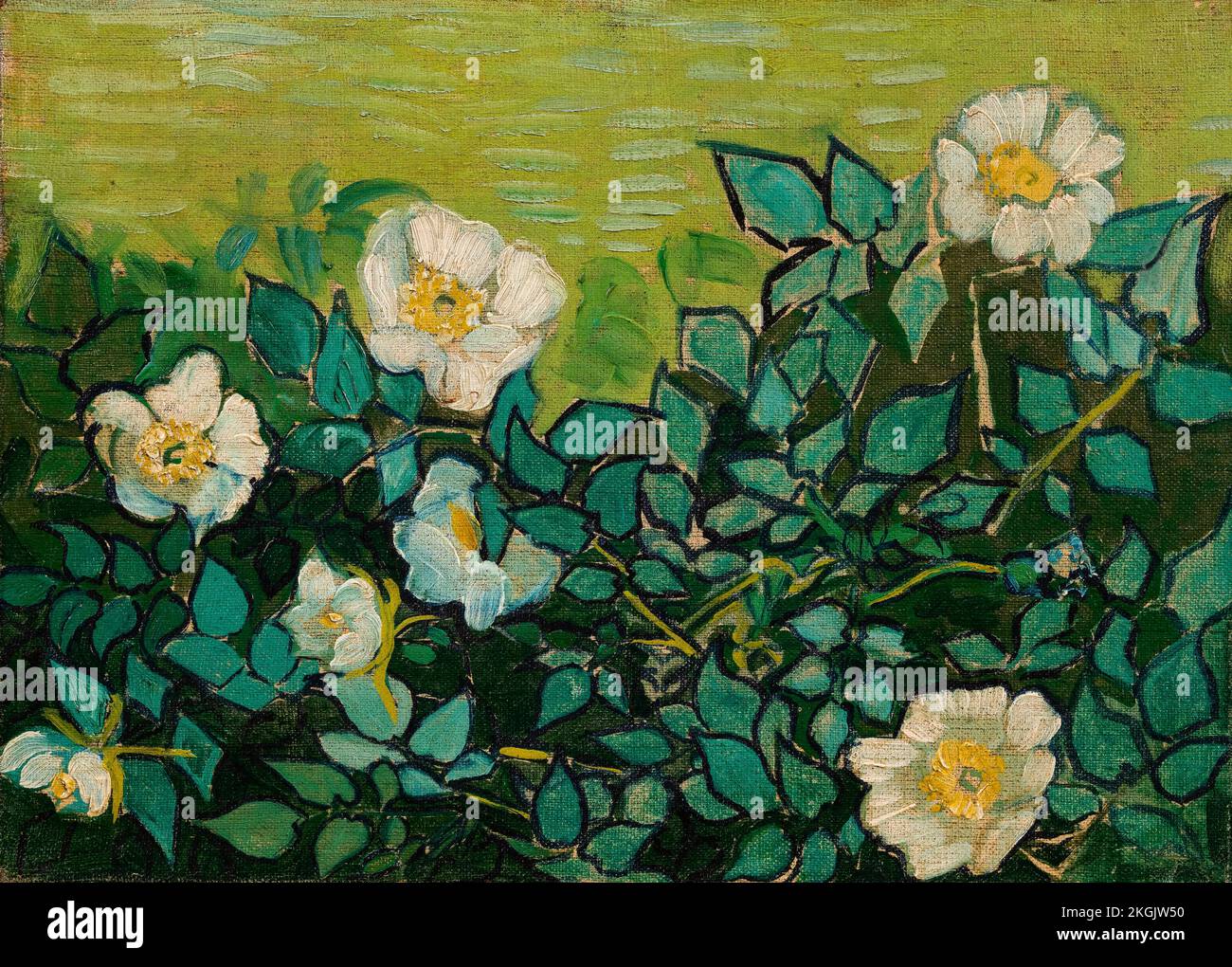 Vincent van Gogh, Roses sauvages, peinture à l'huile sur toile, 1889 Banque D'Images