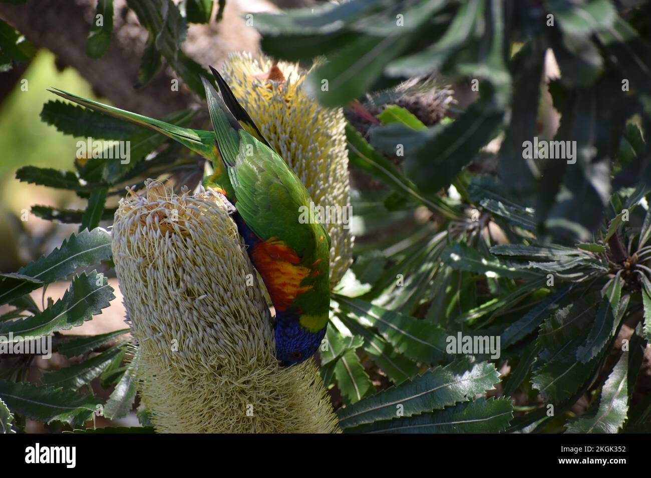 Lorikeet arc-en-ciel sur la fleur de Banksia Banque D'Images