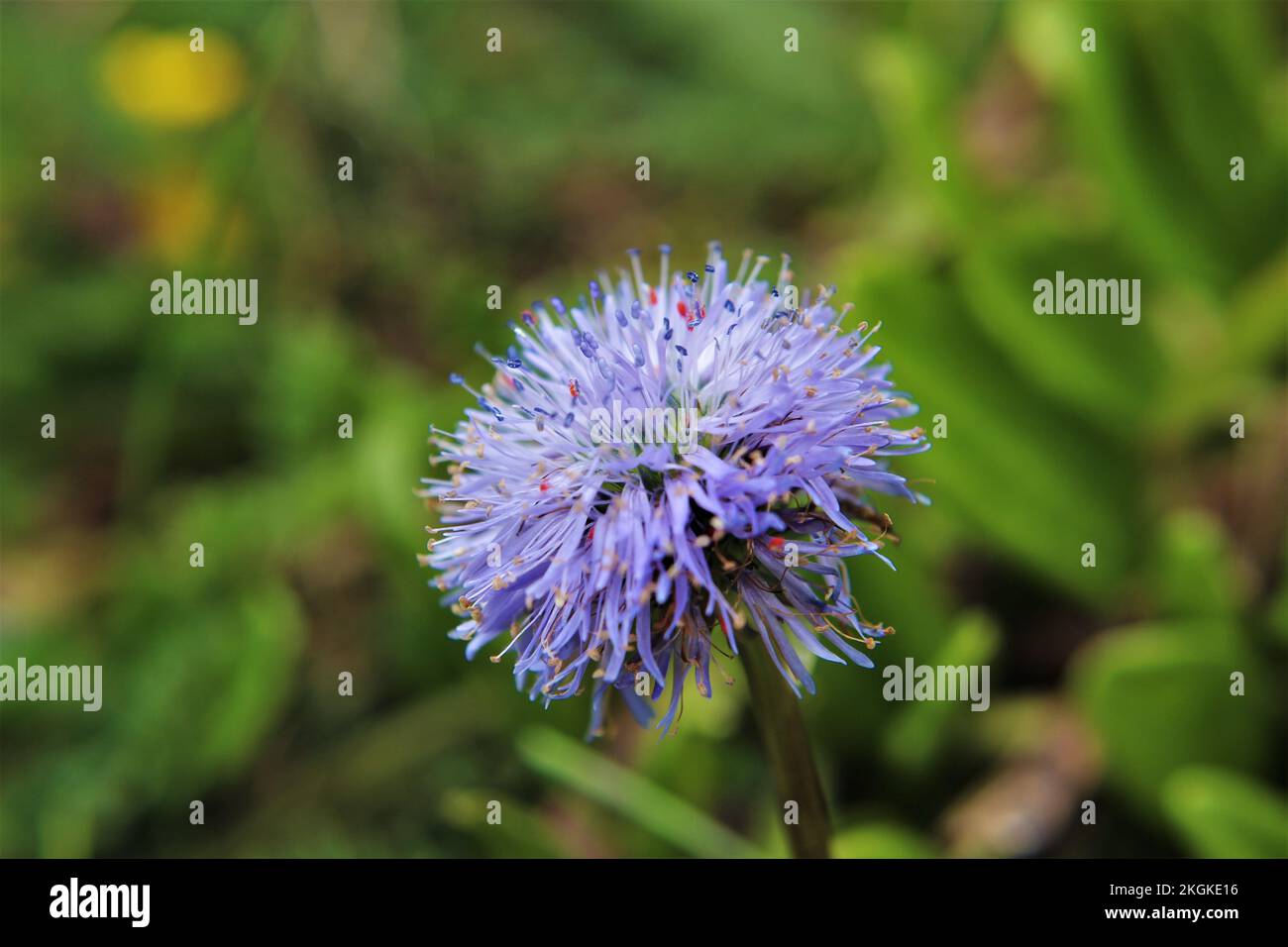 Petite fleur pourpre trouvée dans le plateau alpin de Sychigne, Suisse. Banque D'Images