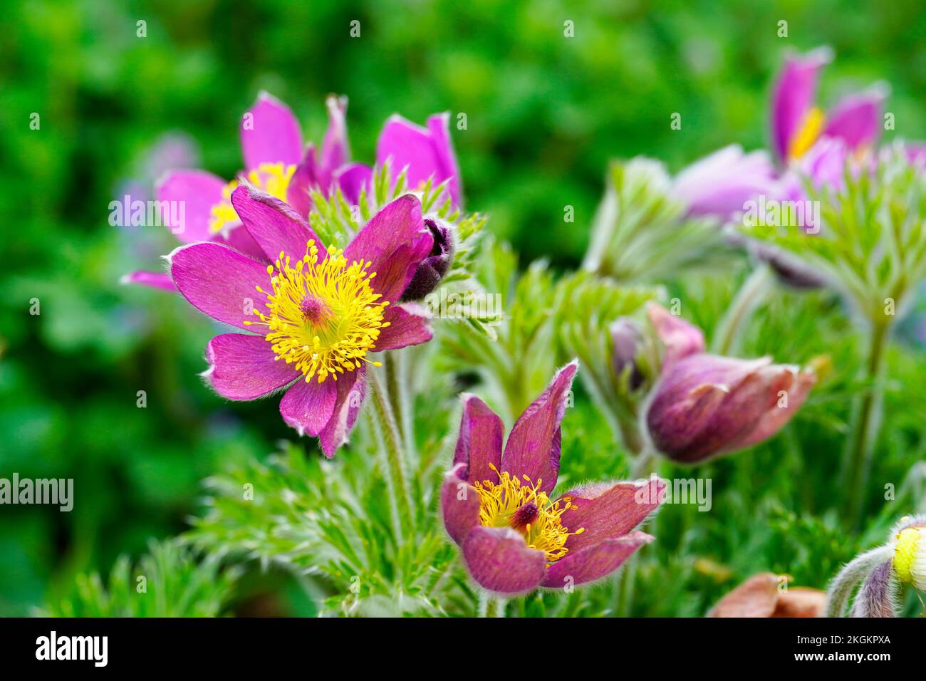 Fleurs de la Fleur Pasque, Anemone pulsatilla. Plante à fleurs en gros plan. Banque D'Images