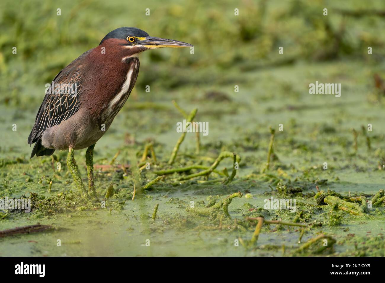 Un héron vert qui passe à gué dans le marais du lac Apopka, en Floride. Banque D'Images