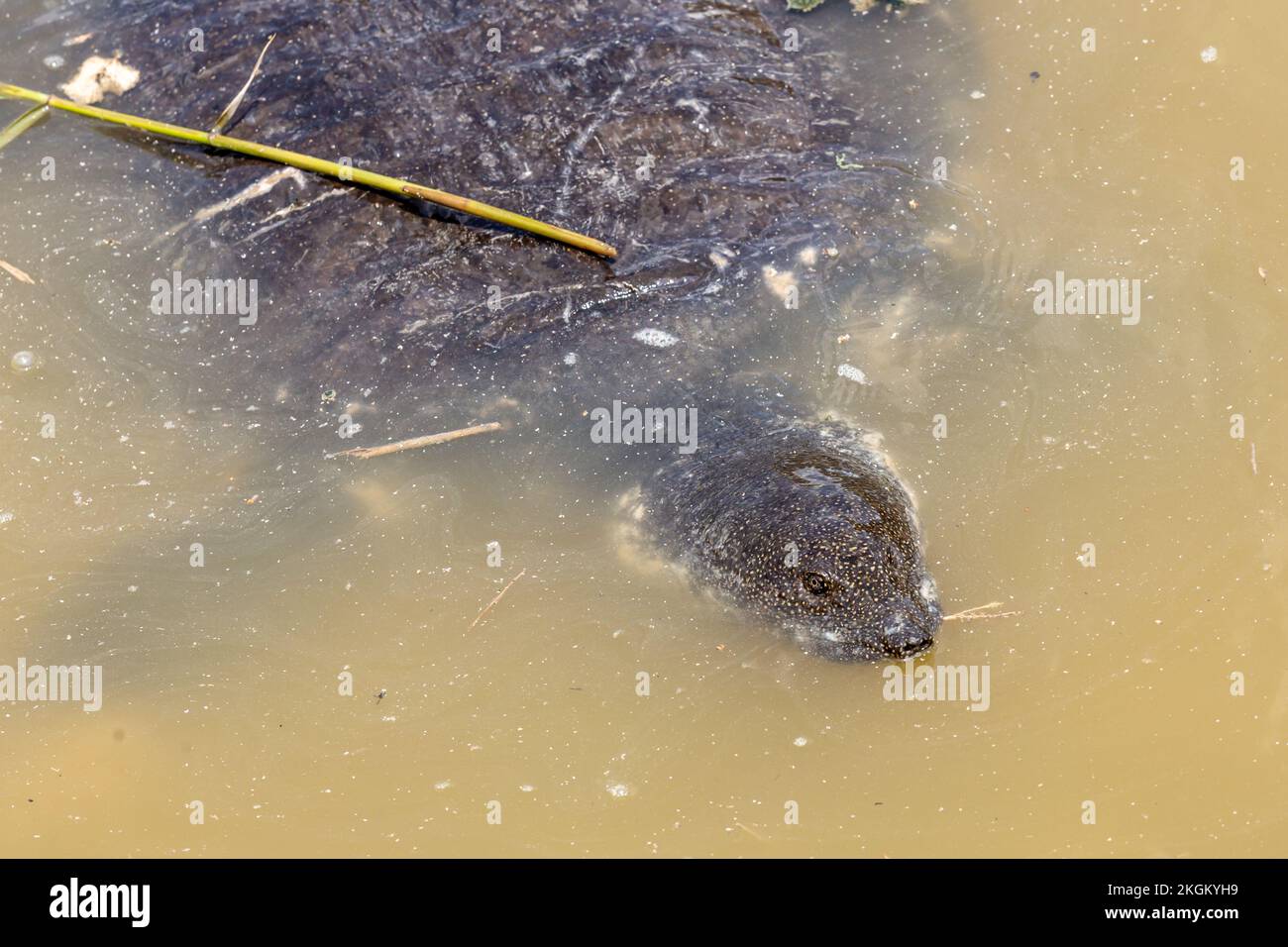 Tortue molle africaine (Trionyx triunguis, Trionychidae) - Pont HaTzzabaim, Kfar Vitkin, Israël. Banque D'Images