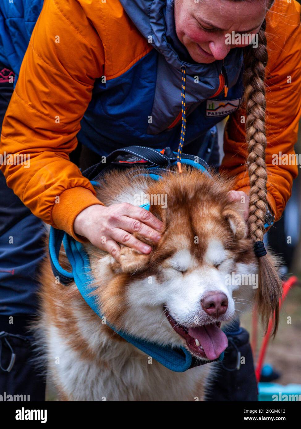 Gnevsdorf, Allemagne. 23rd novembre 2022. L'un des sept chiens de