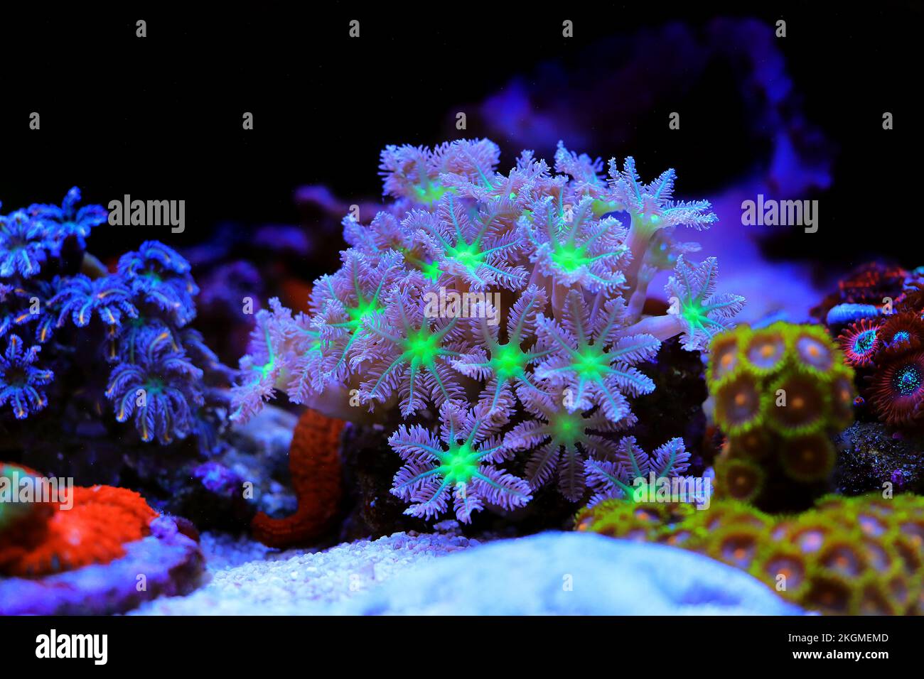 Clavularia polypes de gousse - Clavulariidae spp Banque D'Images