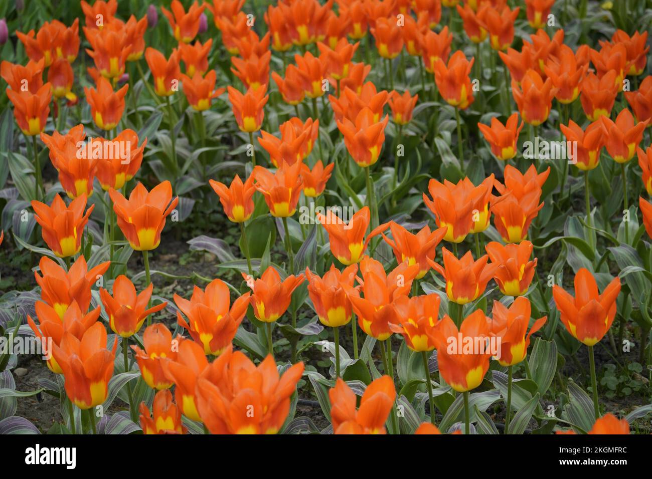 Tulipes rouges et jaunes Banque de photographies et d’images à haute ...