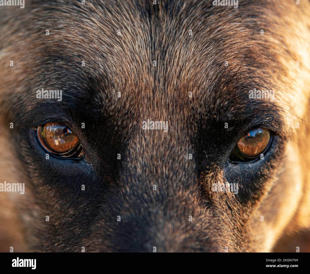 Gros plan sur les yeux d'un animal méchant. Banque D'Images
