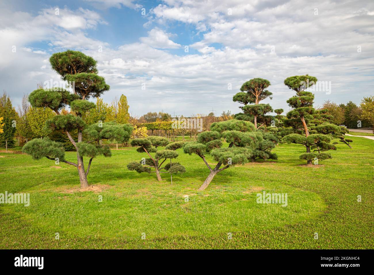 Parc avec des pins coupés en forme de bonsaï Banque D'Images