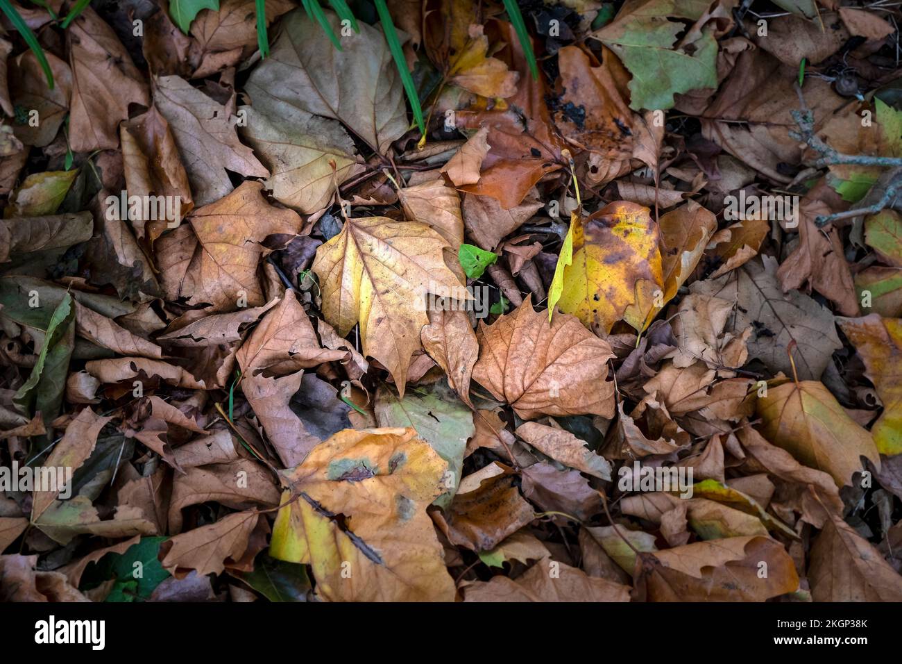Couleur vive et riche des feuilles mortes d'automne tombées sur le sol en automne en Angleterre au Royaume-Uni. Banque D'Images