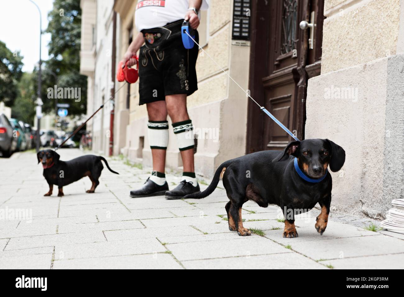 Germany, Bavaria, Munich, Senior homme marchant avec des chiens Banque D'Images