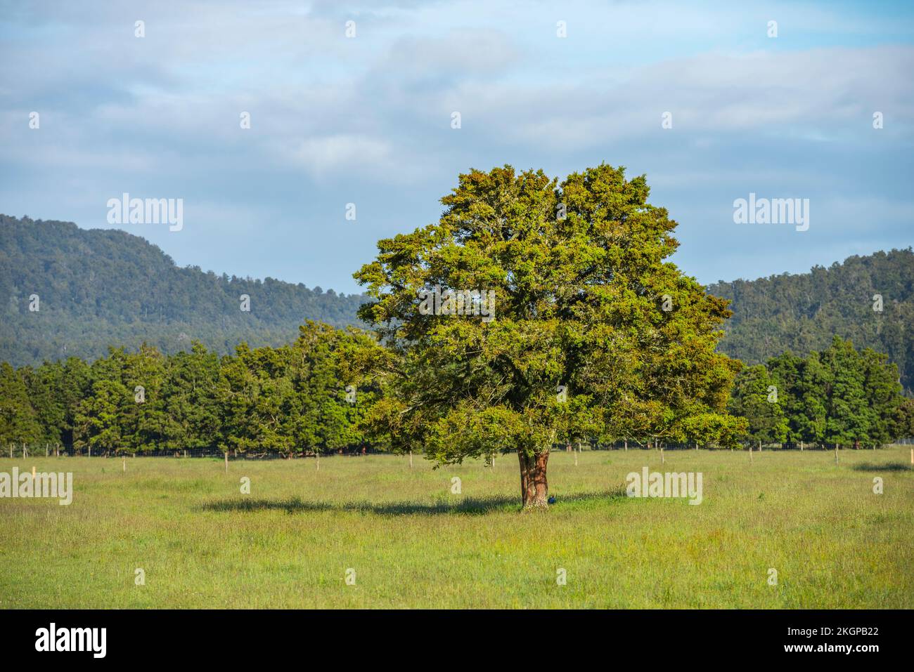 Nouvelle-Zélande, région de la côte ouest, prairie verte dans le parc national de Westland Tai Poutini Banque D'Images