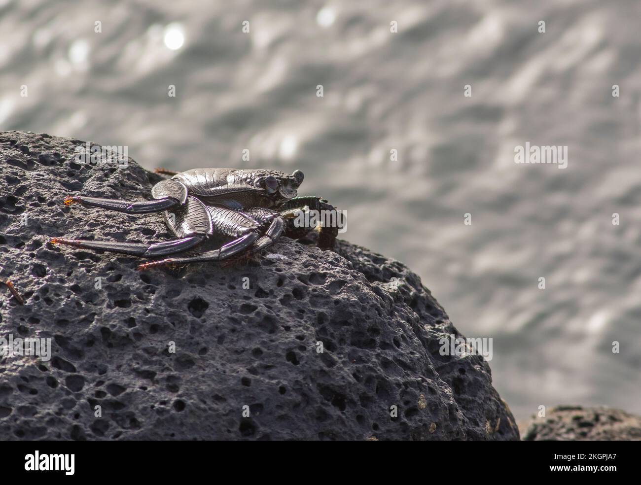 Red Rock Crab (Grapsus adscensionis) sur la roche Banque D'Images