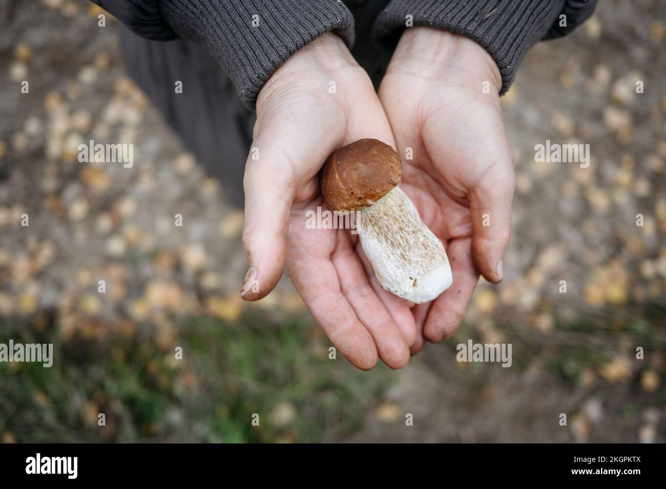 Mains de la femme âgée tenant le champignon porcini Banque D'Images