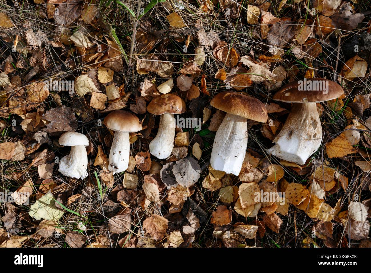 Champignons porcini sur les feuilles d'automne Banque D'Images