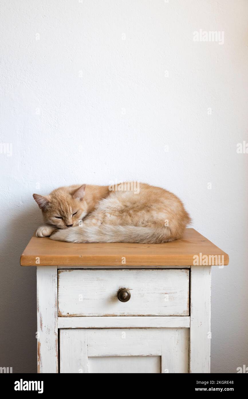 Le chat dormant sur le dessus de l'armoire Banque D'Images