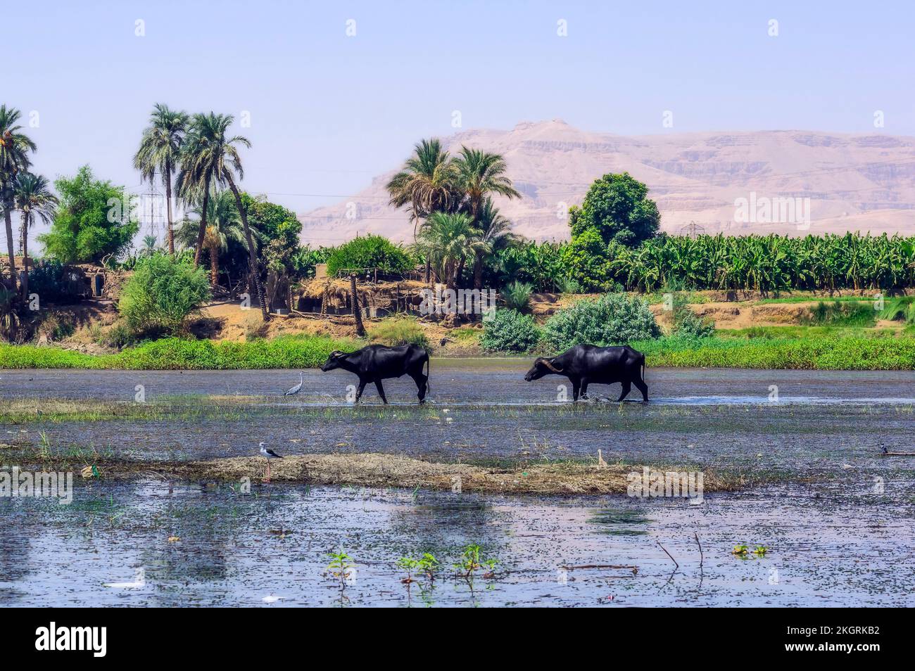 Égypte, gouvernorat de Louxor, Louxor, les buffles de l'eau marchant sur les rives du Nil Banque D'Images