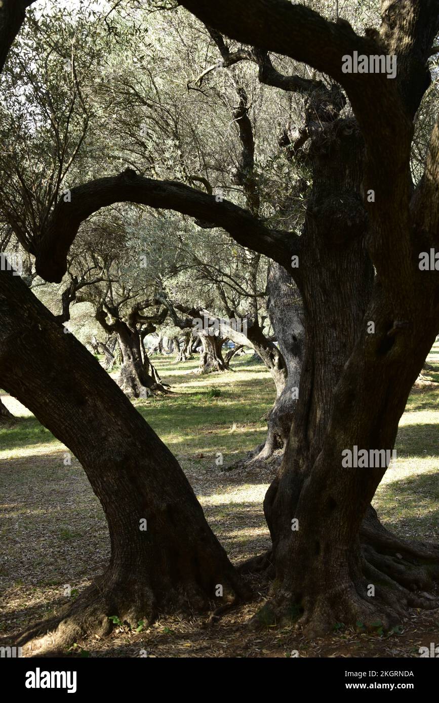 Tronc d'oliviers dans l'oliveraie centenaire de la Farlède Var Banque D'Images