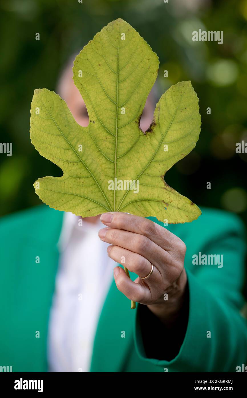 Mains d'une femme âgée montrant une feuille de figuier Banque D'Images