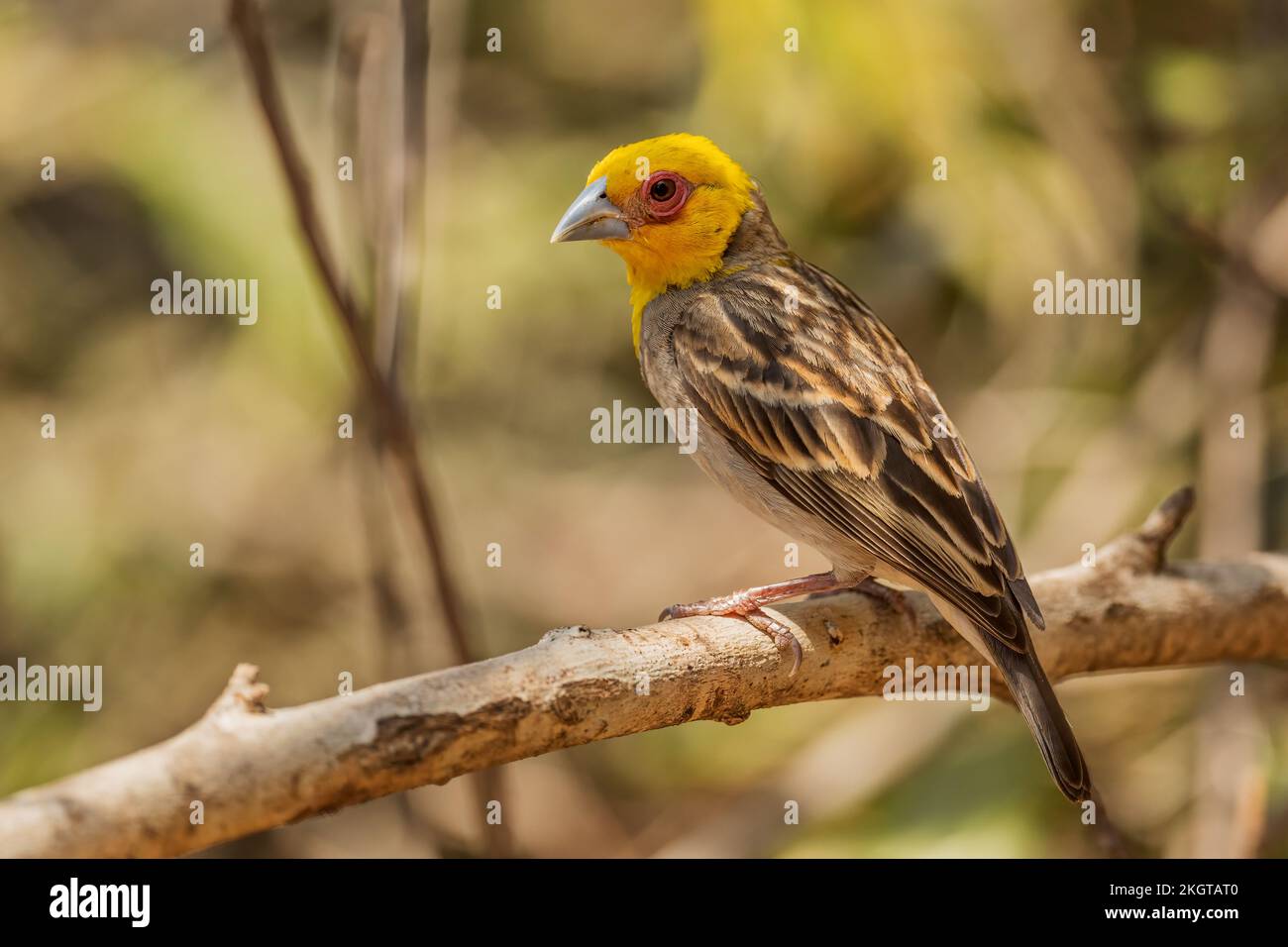 Sakalava Weaver - Ploceus sakalava, magnifique tisserand à tête jaune originaire des forêts et des terres boisées de Madagascar, Kirindy, Madagascar. Banque D'Images