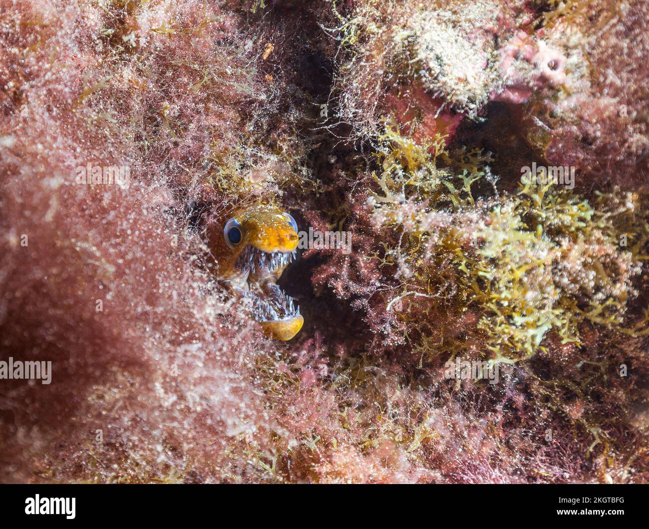 Vue sous-marine de la moray de fangtooth (Enchelycore anatina) dents aboyantes Banque D'Images