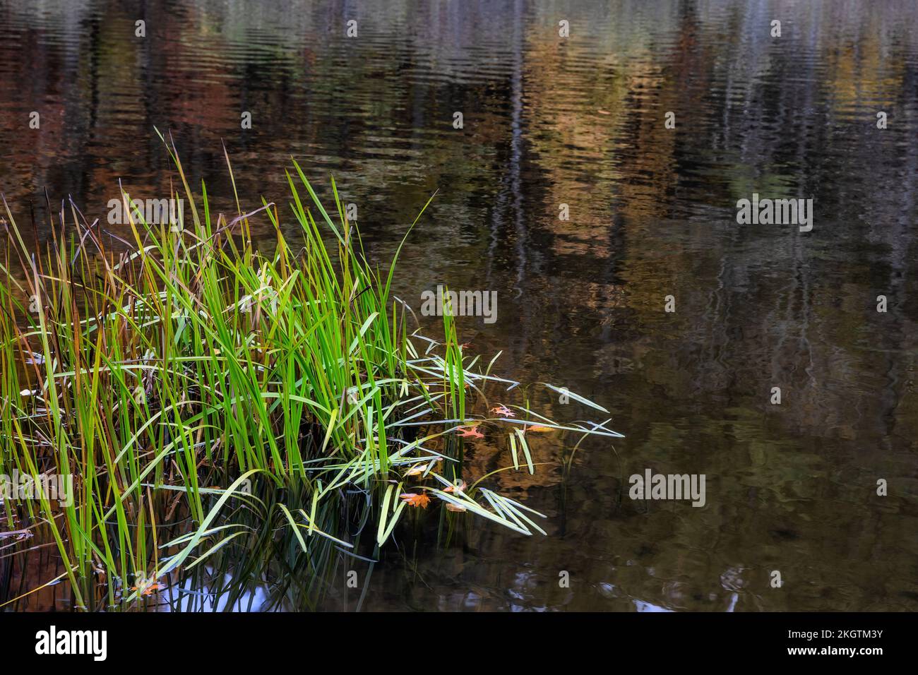 Les plantes d'eau verte poussent sur le bord d'un étang dans les Blue Ridge Mountains. Banque D'Images