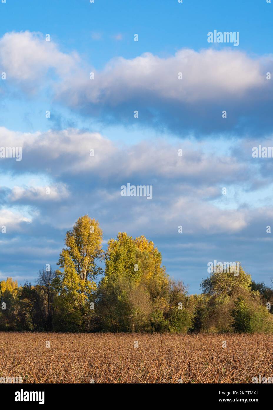 Paysage matinal pittoresque avec vignoble et rangée d'arbres avec feuillage coloré en automne, Cardet, Gard, France Banque D'Images